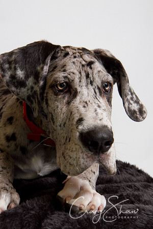 Vets4Pets RSPCA Fundraiser