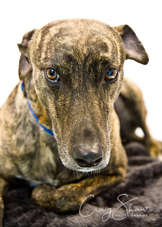 Vets4Pets RSPCA Fundraiser