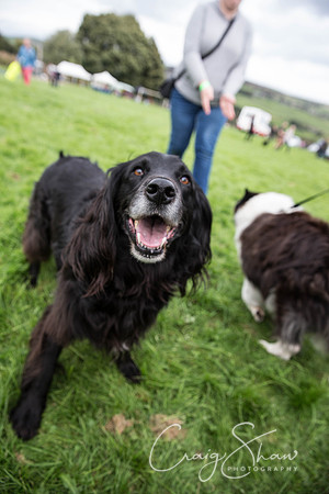 1700_Woofstock2016_craigshaw