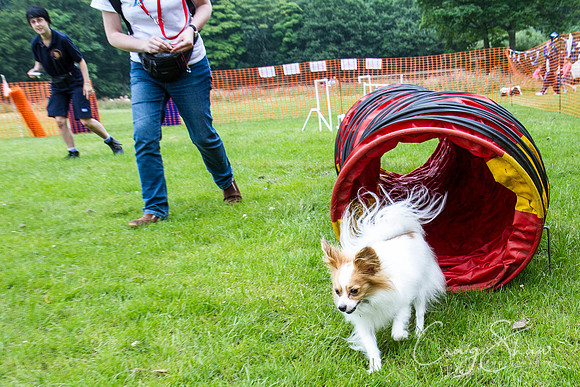 RSPCA Dog Day Afternoon