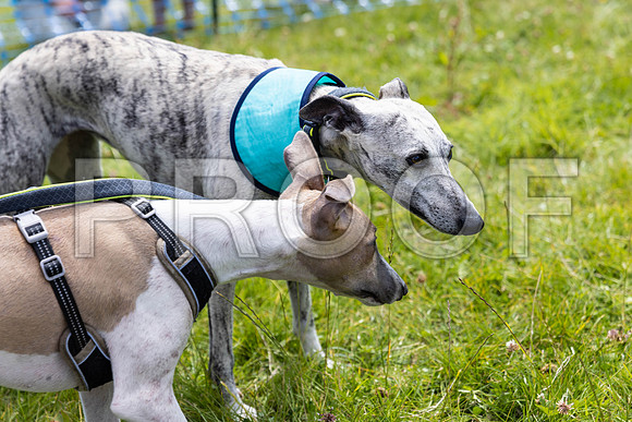 1519__PAWSFundogShow_July2022_cshaw