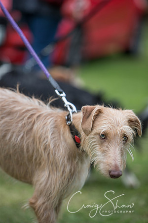 202_BarkintheParkHuddersfield_2014_bluplanetphoto