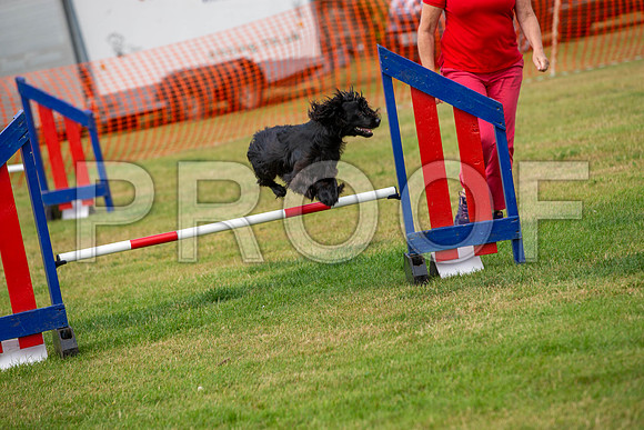 0993_SpringersFunDay2019_craigshawphoto