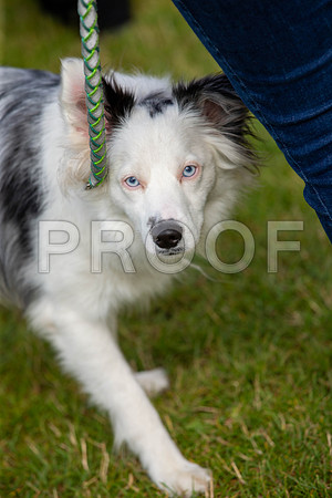 0999_SpringersFunDay2019_craigshawphoto