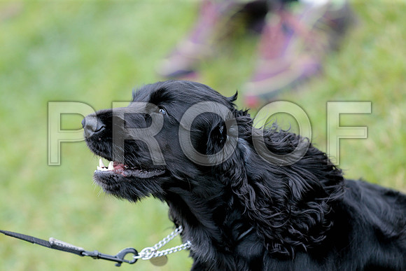 2712_SpringersFunDay2019_craigshawphoto