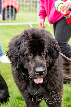 639_Woofstock2016_craigshaw