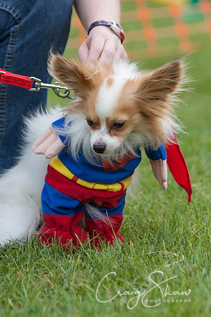 RSPCA Dog Day Afternoon