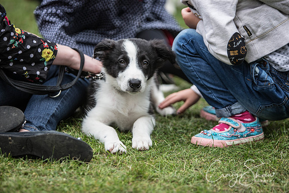 216_BarkintheParkHuddersfield_2014_bluplanetphoto