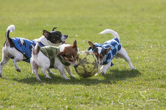 1180__SpringersFunDay_March2014_bluplanetphoto