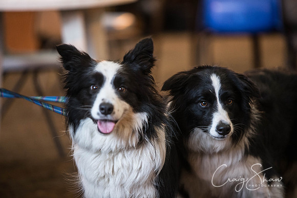 1184_springfling2015_bluplanetphoto