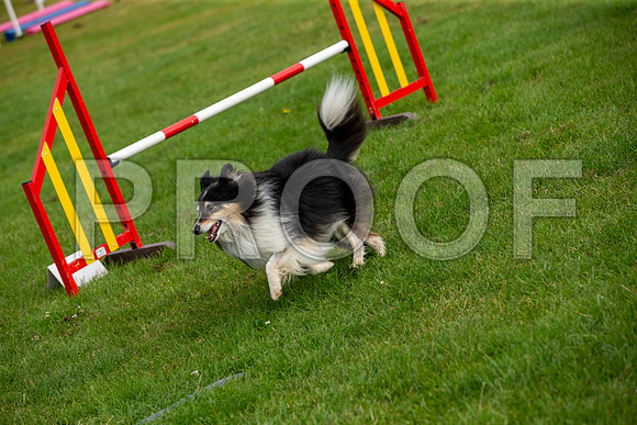 0626_SpringersFunDay2019_craigshawphoto