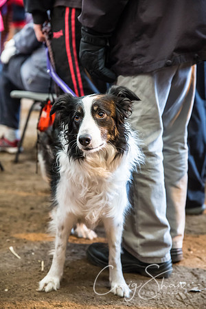 2160_springfling2015_bluplanetphoto