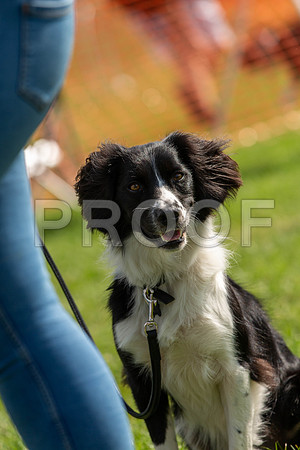 1345_SpringersFunDay2019_craigshawphoto