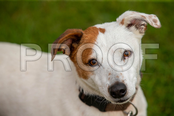 0404_SpringersFunDay2019_craigshawphoto
