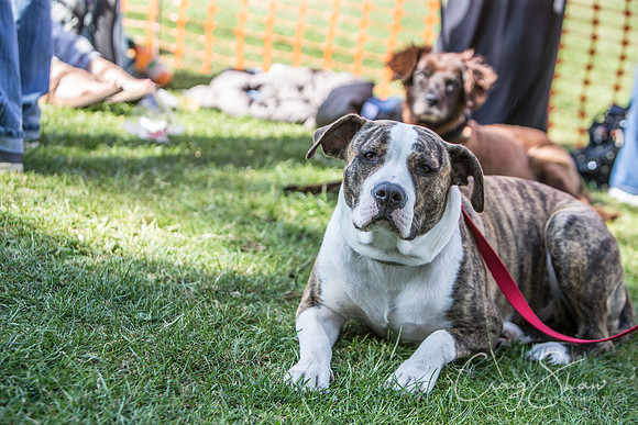 2187_K9Partyinthepark2014_RSPCAHalifax_bluplanetphoto