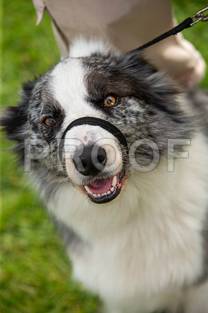0637_SpringersFunDay2019_craigshawphoto