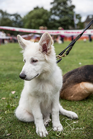 359_BarkintheParkHuddersfield_2014_bluplanetphoto