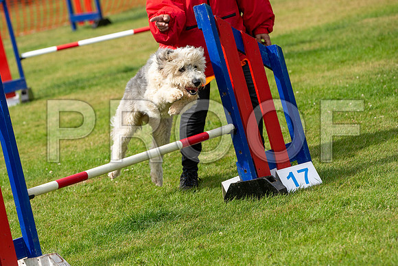 1441_SpringersFunDay2019_craigshawphoto
