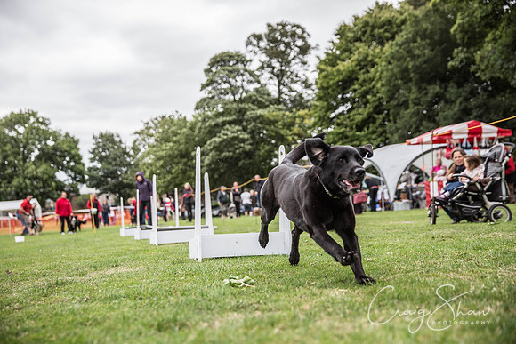 1698_BarkintheParkHuddersfield_2014_bluplanetphoto