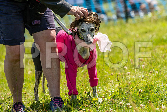 2197__PAWSFundogShow_July2022_cshaw