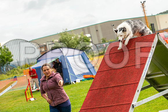1623_SpringersFunDay2019_craigshawphoto