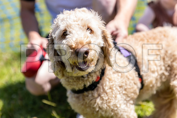 2260__PAWSFundogShow_July2022_cshaw