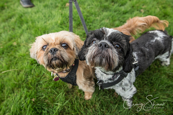 736_Woofstock2016_craigshaw