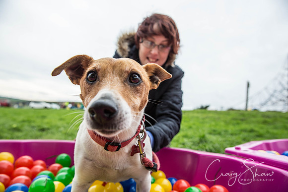 585_Woofstock2016_craigshaw