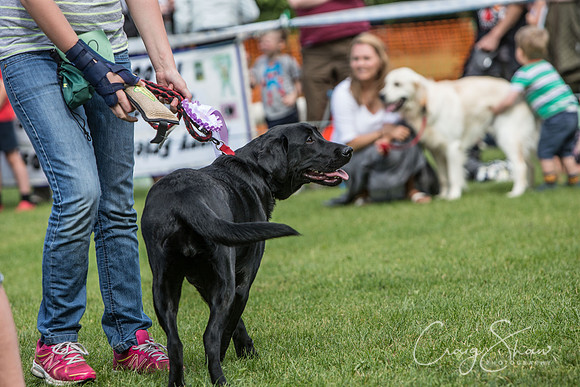 1800_K9Partyinthepark2014_RSPCAHalifax_bluplanetphoto