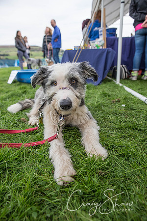 1556_Woofstock2016_craigshaw
