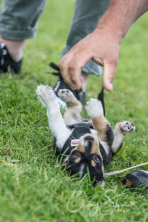 244_K9Partyinthepark2014_RSPCAHalifax_bluplanetphoto