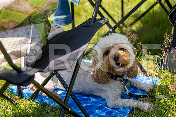 2209__PAWSFundogShow_July2022_cshaw