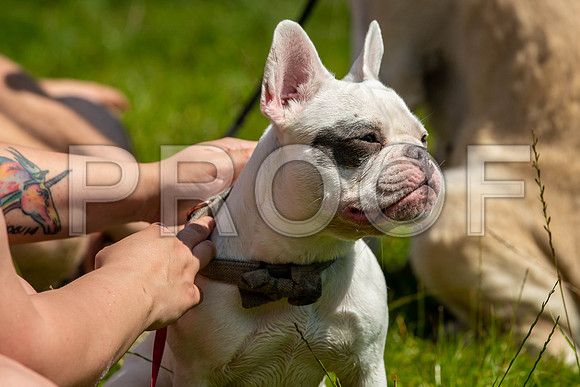 2035__PAWSFundogShow_July2022_cshaw