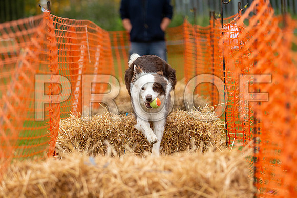 2925_SpringersFunDay2019_craigshawphoto