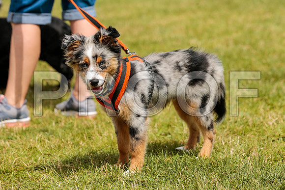 3059_SpringersFunDay2019_craigshawphoto