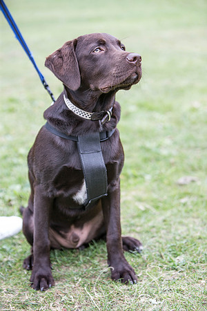 395_BarkintheParkHuddersfield_2014_bluplanetphoto