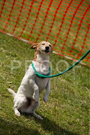 3430_SpringersFunDay2019_craigshawphoto
