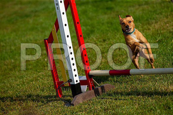 0131_SpringersFunDay2019_craigshawphoto