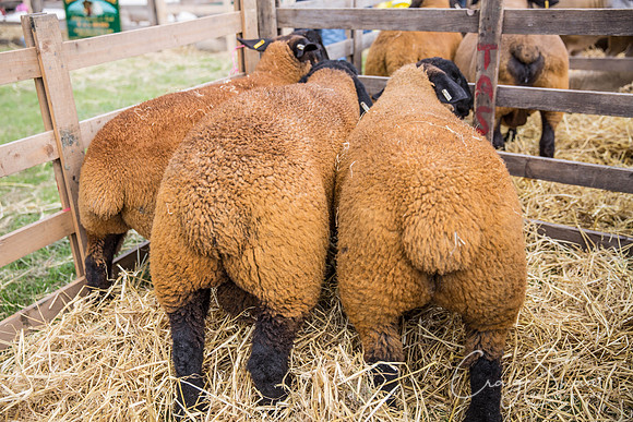136_TodAgriculturalShow2014__bluplanetphoto