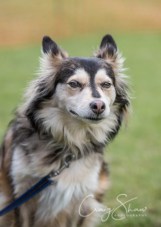113_HebdenHappyHounds_2014_bluplanetphoto