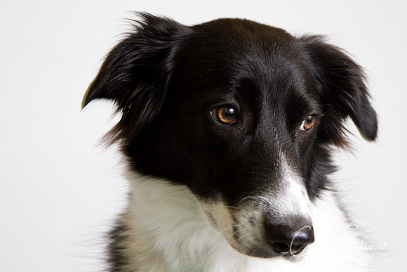 Vets4Pets RSPCA Fundraiser