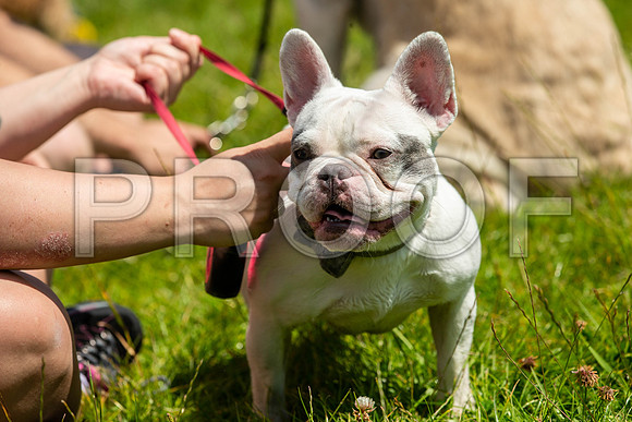 2032__PAWSFundogShow_July2022_cshaw