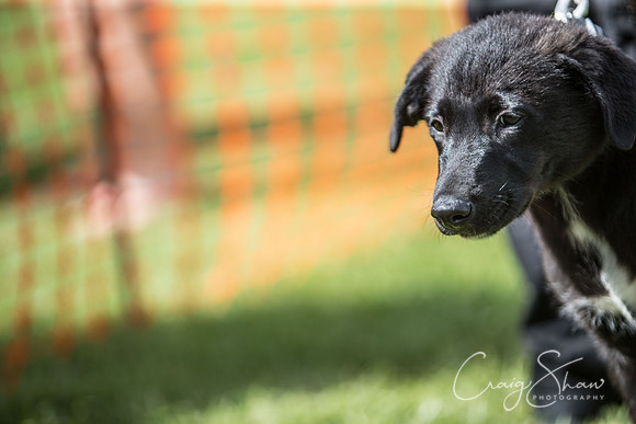 1793_K9Partyinthepark2014_RSPCAHalifax_bluplanetphoto