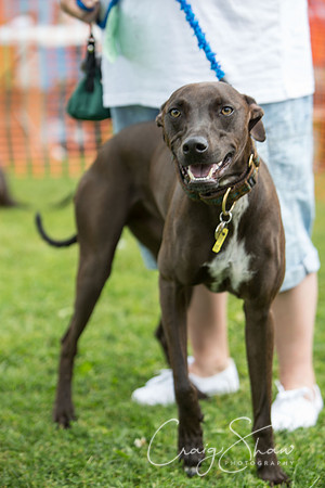 211_K9Partyinthepark2014_RSPCAHalifax_bluplanetphoto