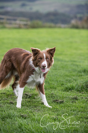 29_Woofstock2016_craigshaw
