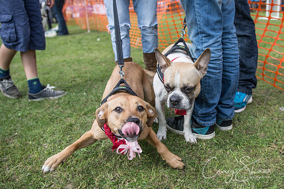 1064_BarkintheParkHuddersfield_2014_bluplanetphoto