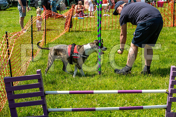 1493__PAWSFundogShow_July2022_cshaw