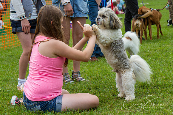 RSPCA Dog Day Afternoon