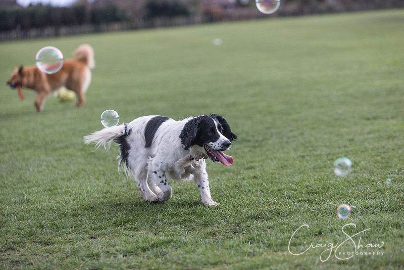 1389__SpringersFunDay_March2014_bluplanetphoto