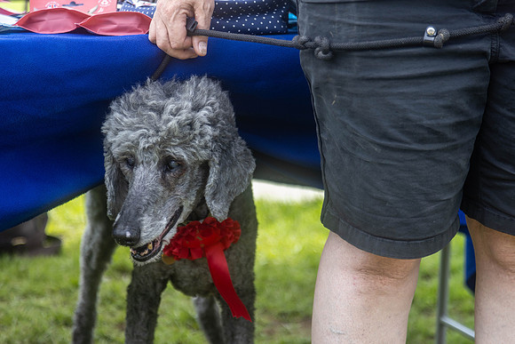 1928_HebdensHappyHounds2024_Cshaw-